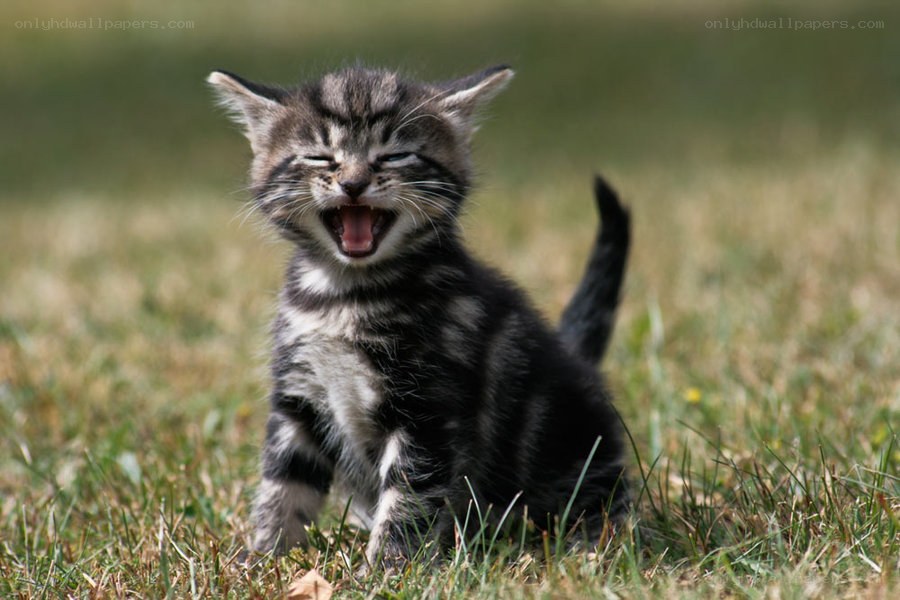 kitten yawning in grass