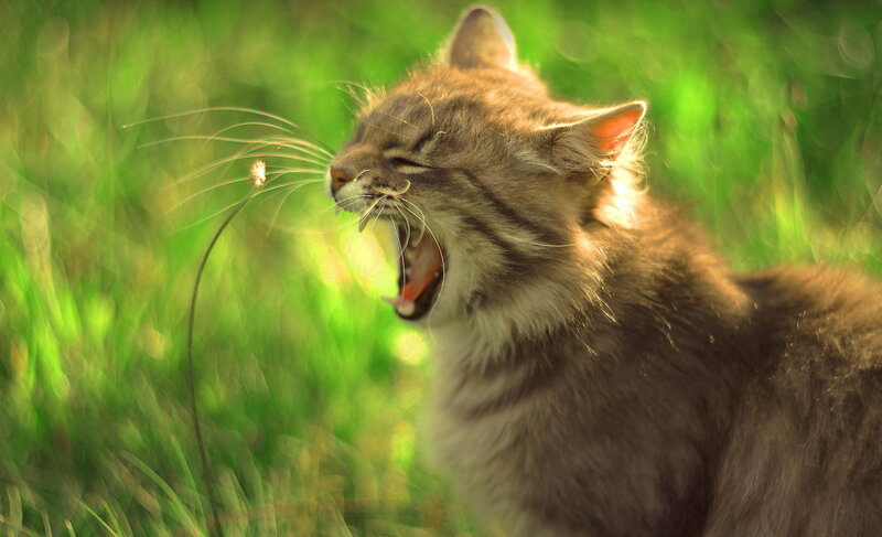 Kitten Yawning in Grass — Green
