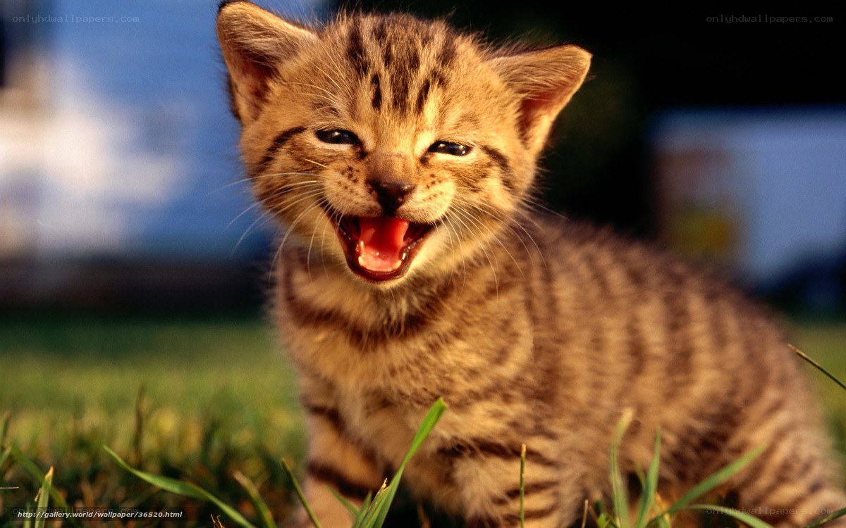 kitten yawning in grass