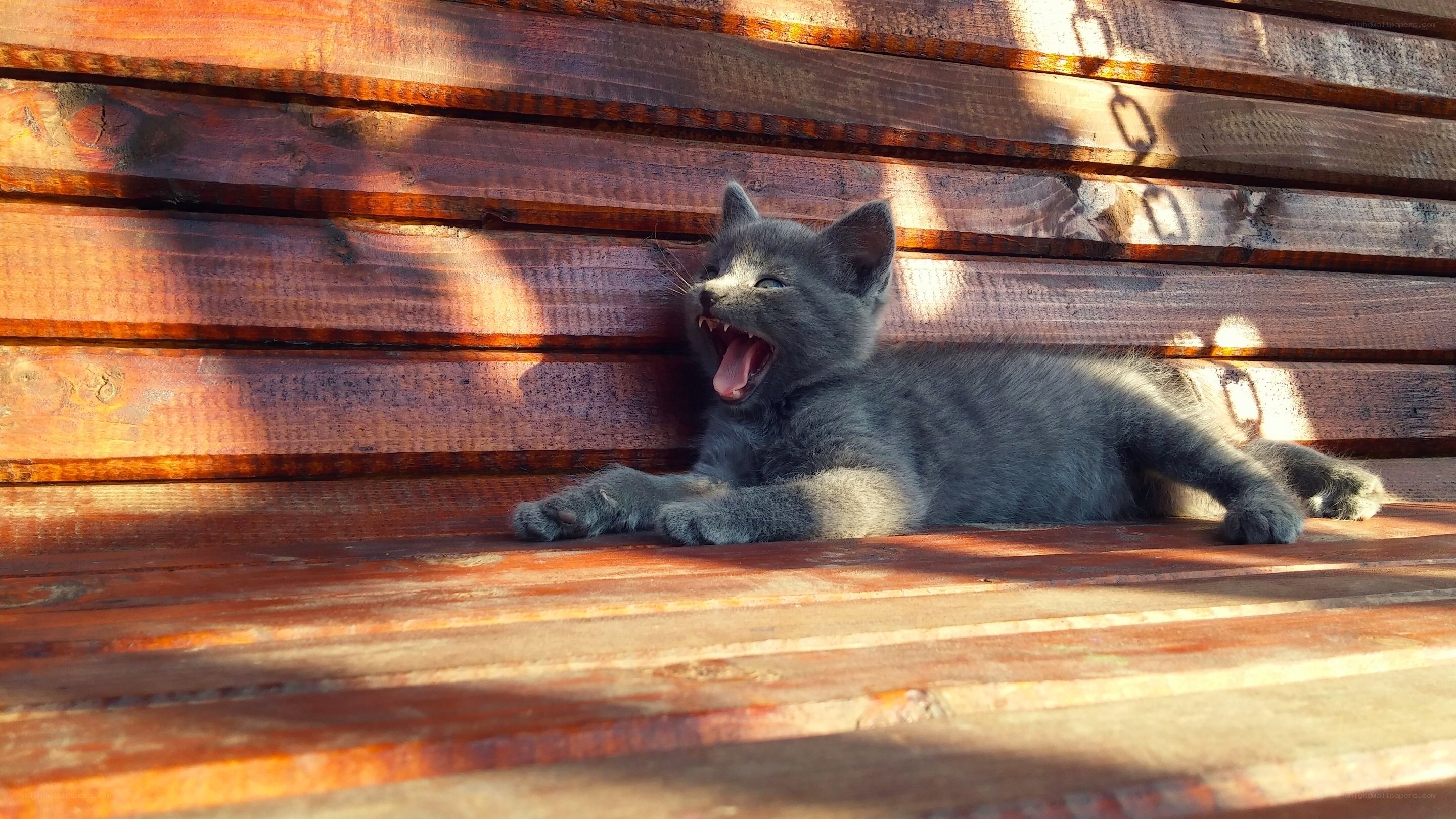 kitten yawning in sunlight