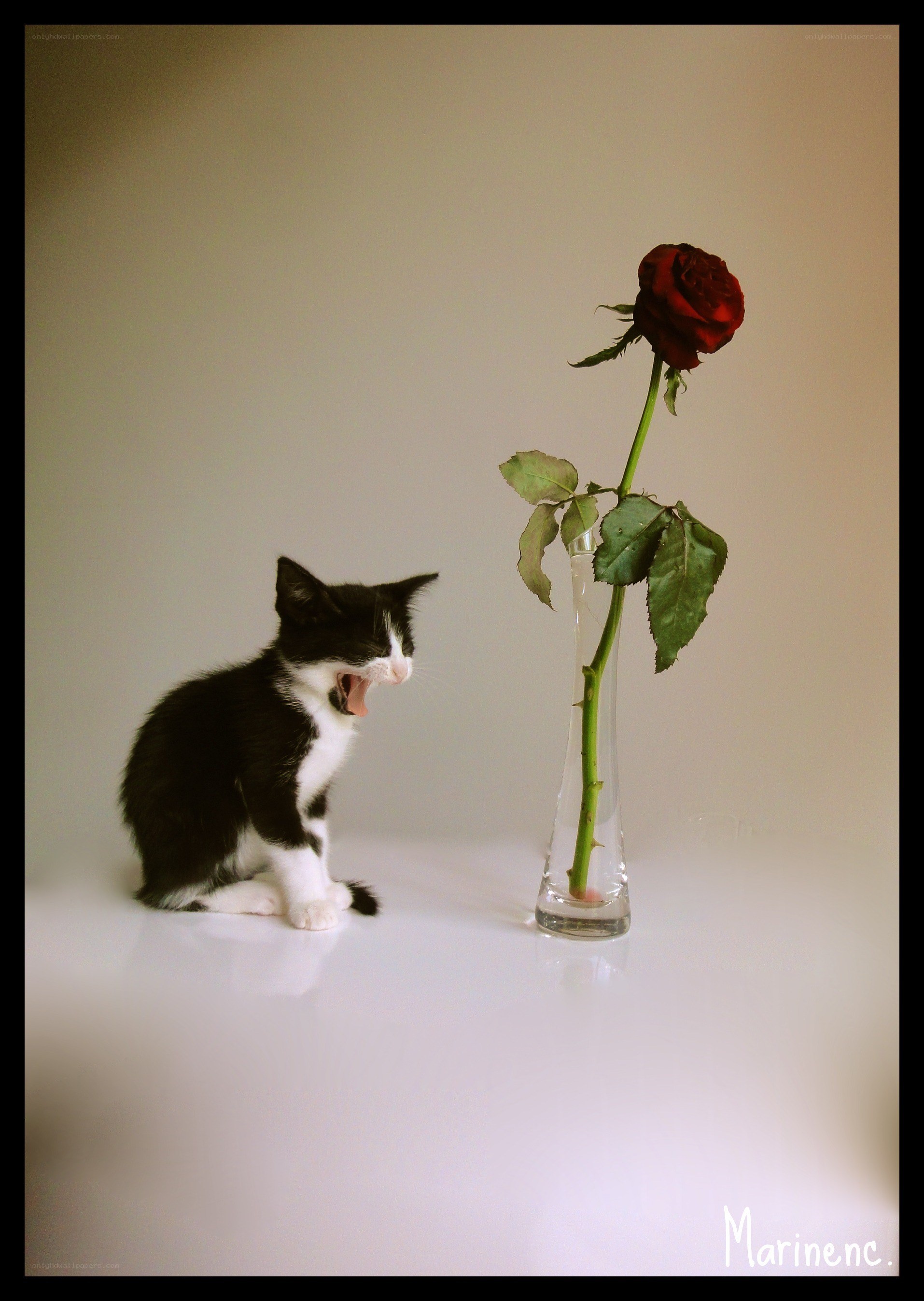 kitten yawning next to a rose
