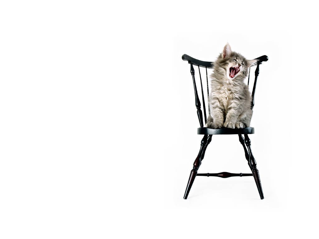 kitten yawning on a chair