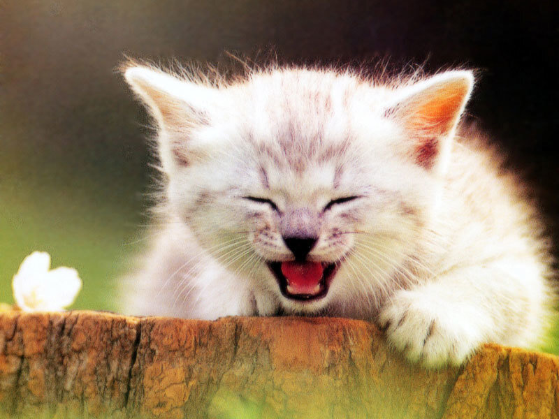 kitten yawning on a stump