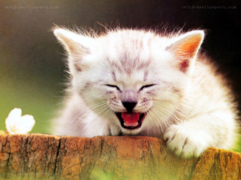 kitten yawning on a stump