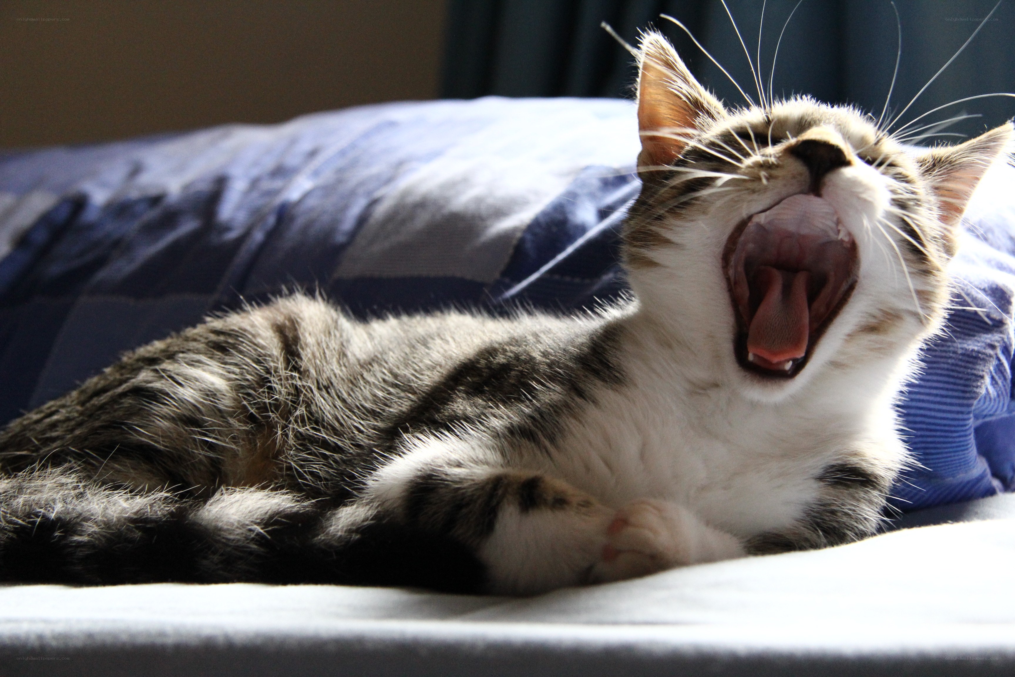 kitten yawning on bed