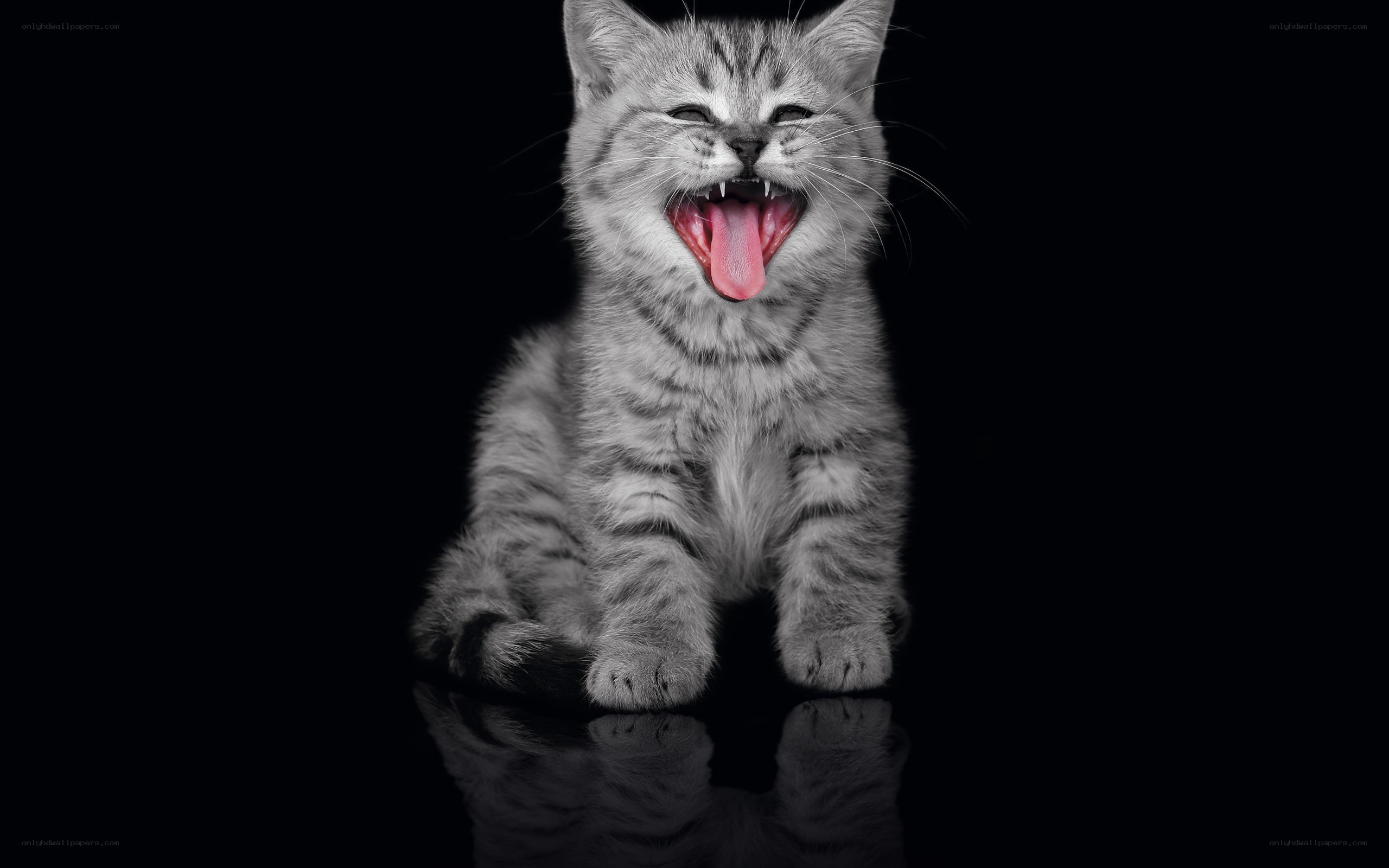 kitten yawning on black background