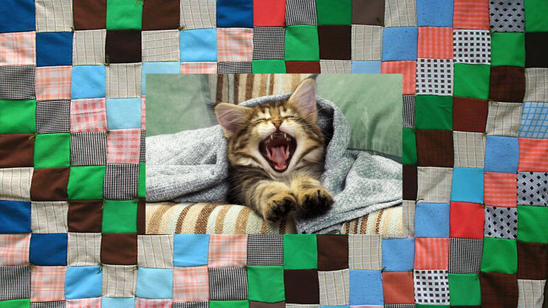 Kitten Yawning on Blanket — Green