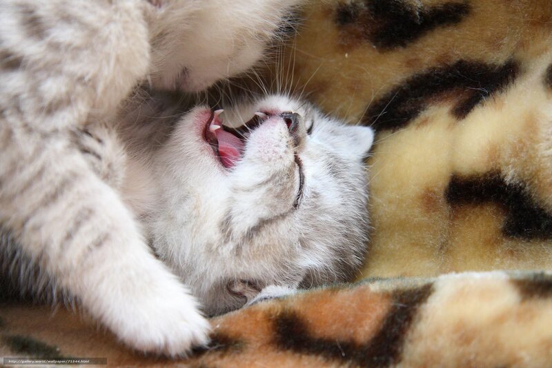 kitten yawning on blanket