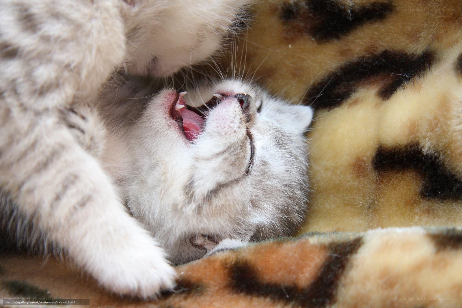 kitten yawning on blanket