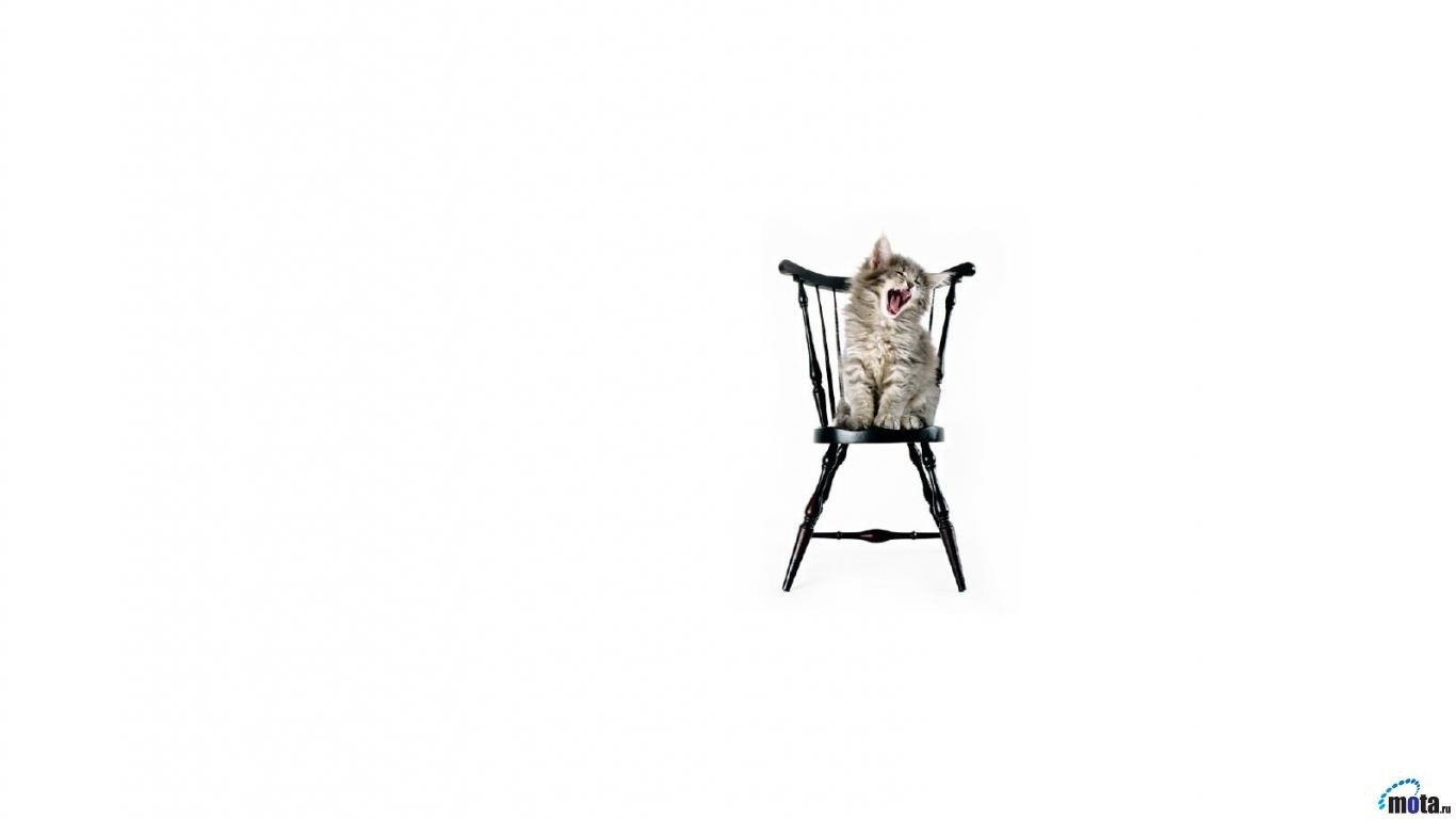 kitten yawning on chair