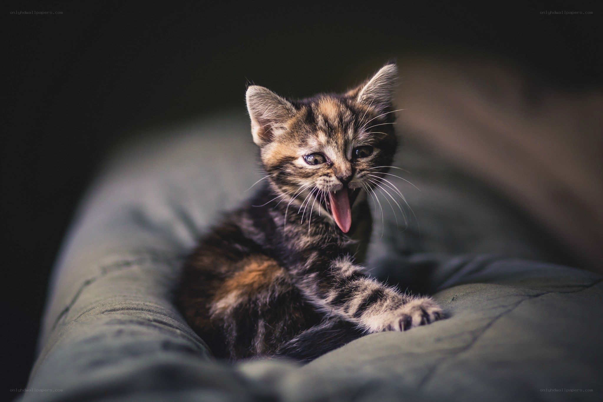 kitten yawning on cushion