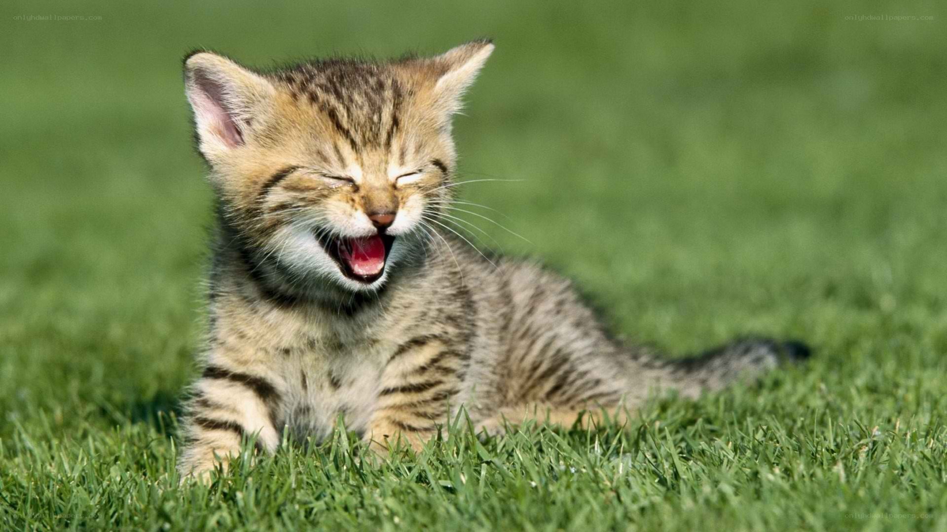 kitten yawning on grass