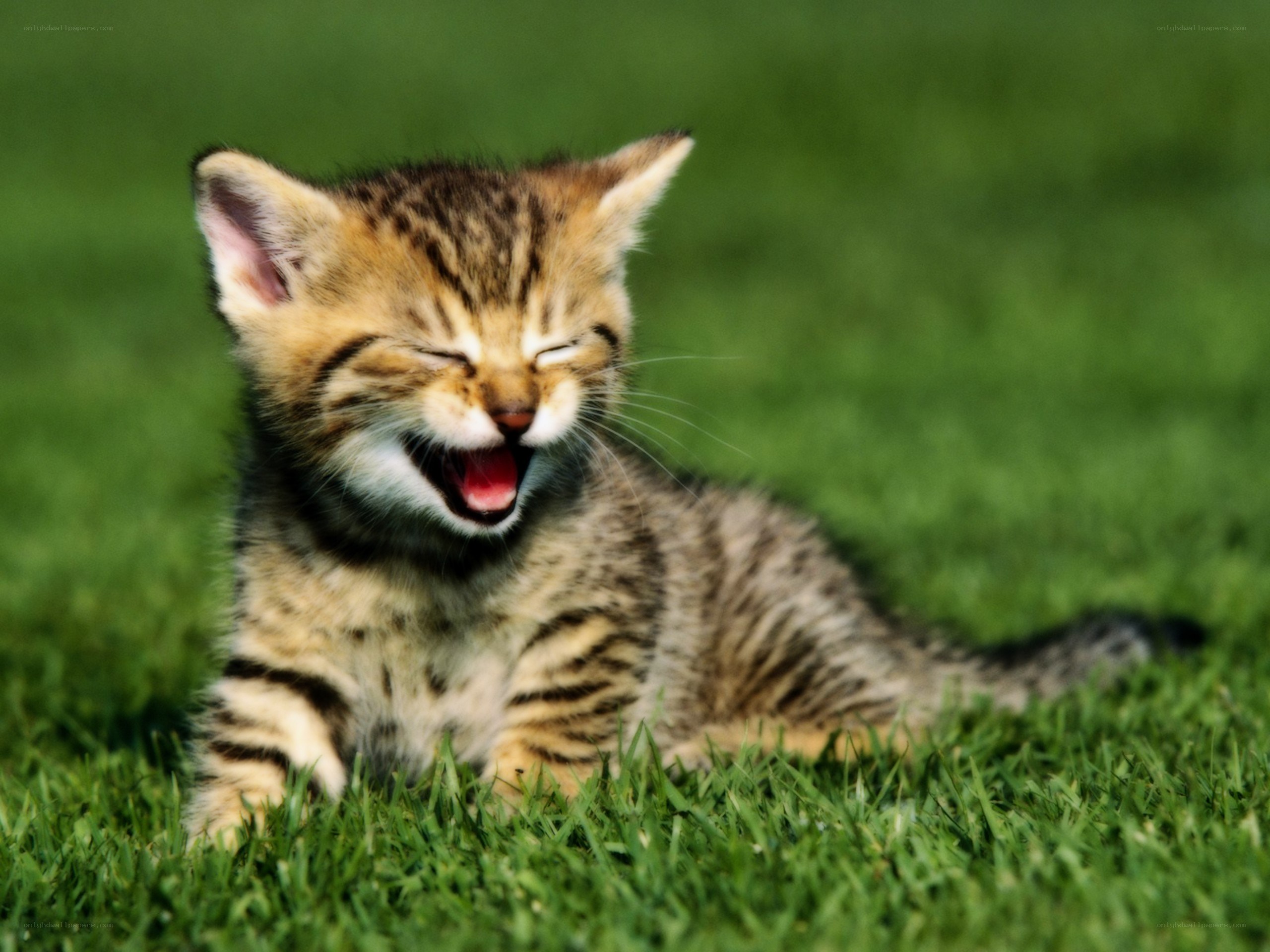 kitten yawning on grass