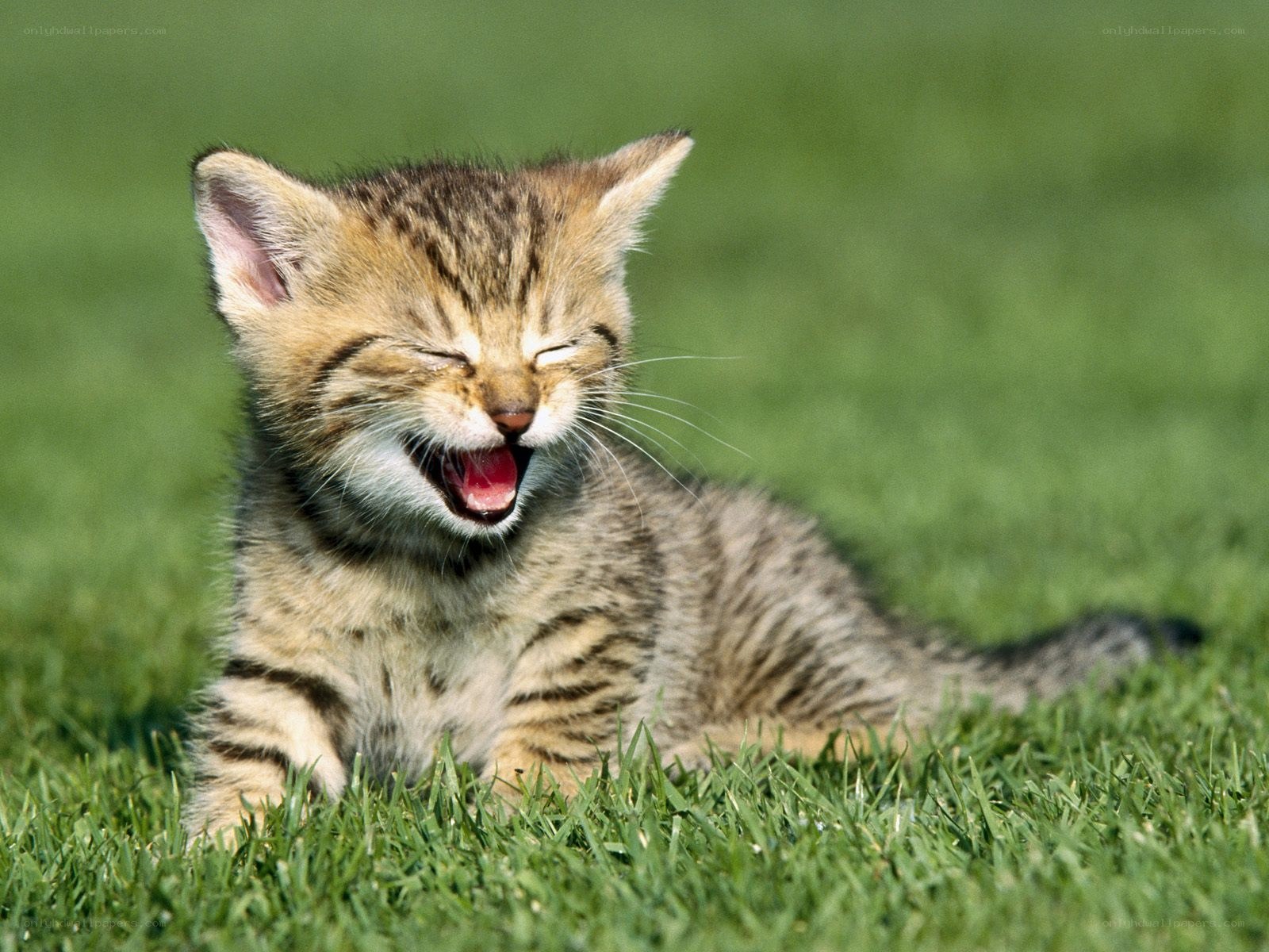 kitten yawning on grass