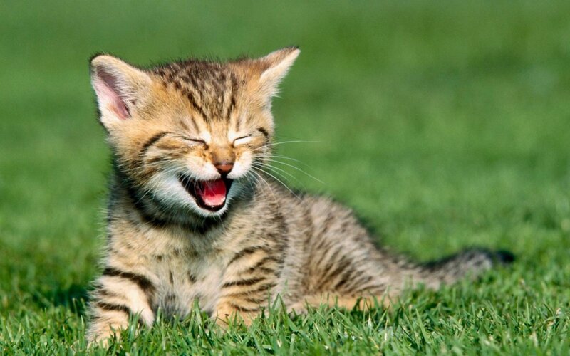 Kitten Yawning on Grass — Green