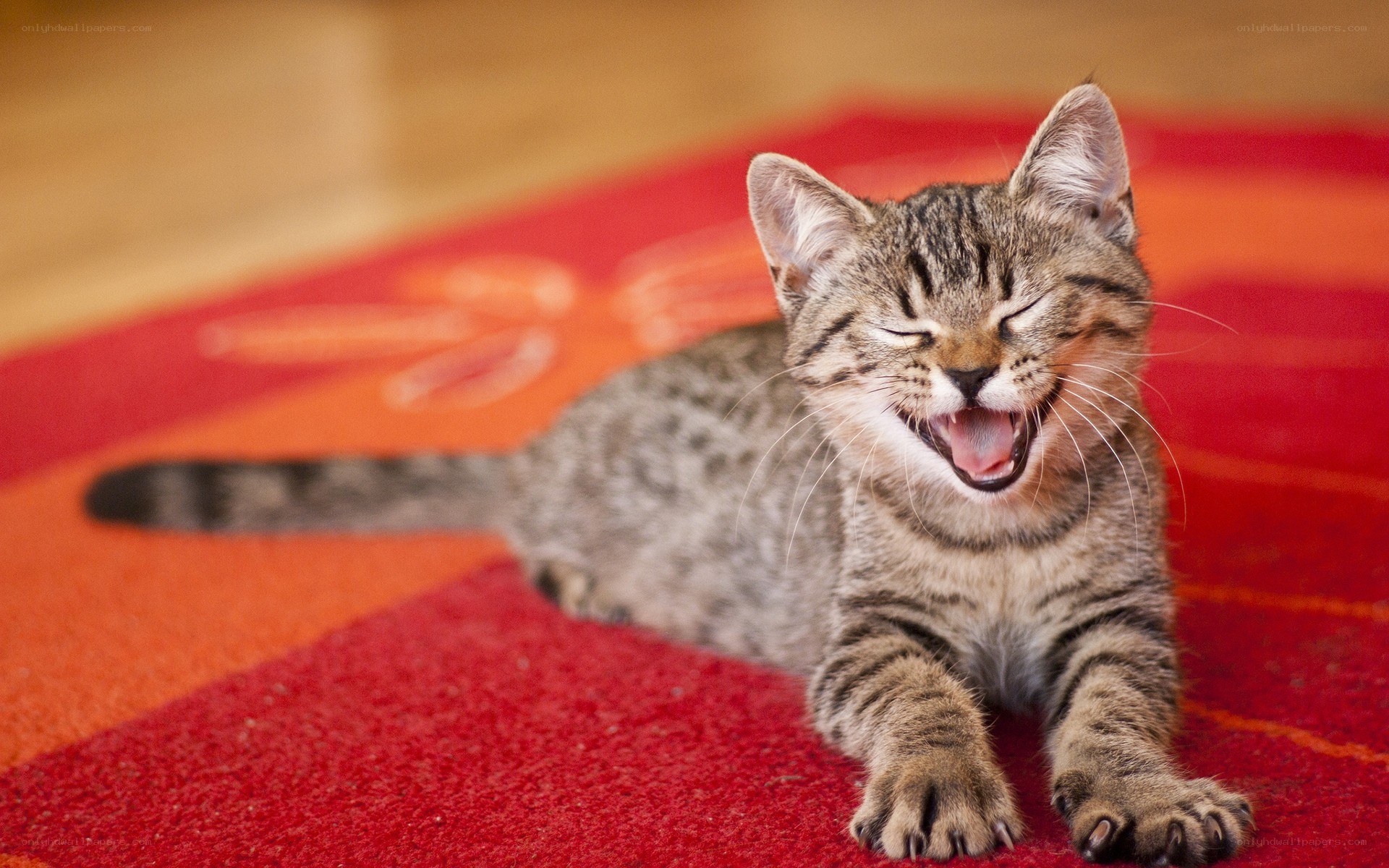 kitten yawning on red rug