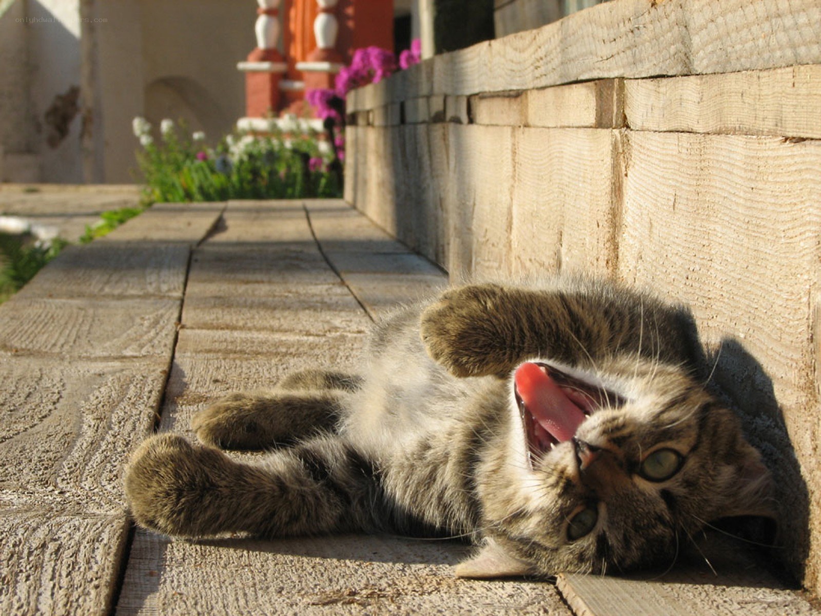 kitten yawning on wooden deck