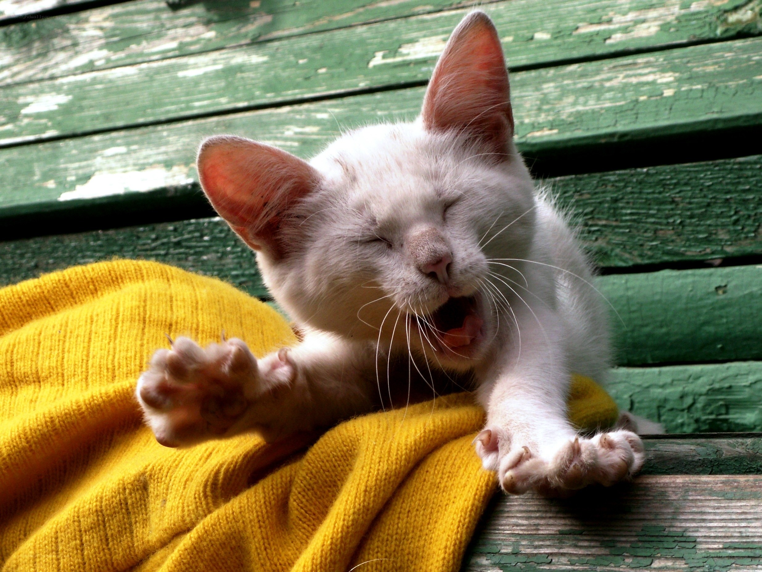 kitten yawning on yellow blanket