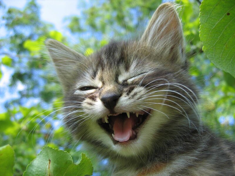 Kitten Yawning Outdoors — Green