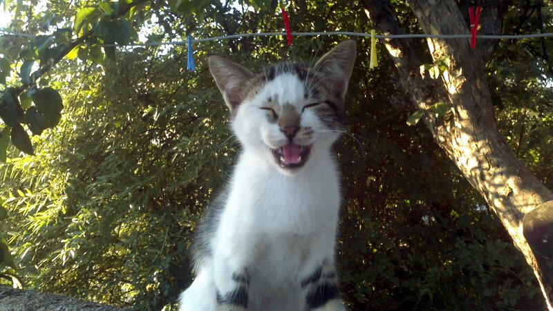 Kitten Yawning Outdoors