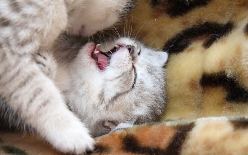 Kitten Yawning — White