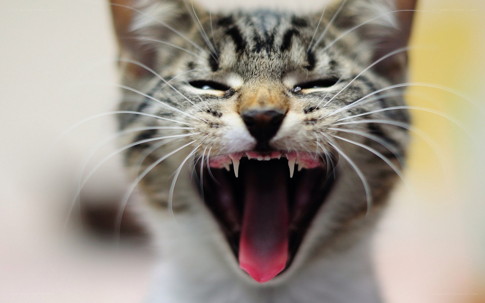 kitten yawning widely