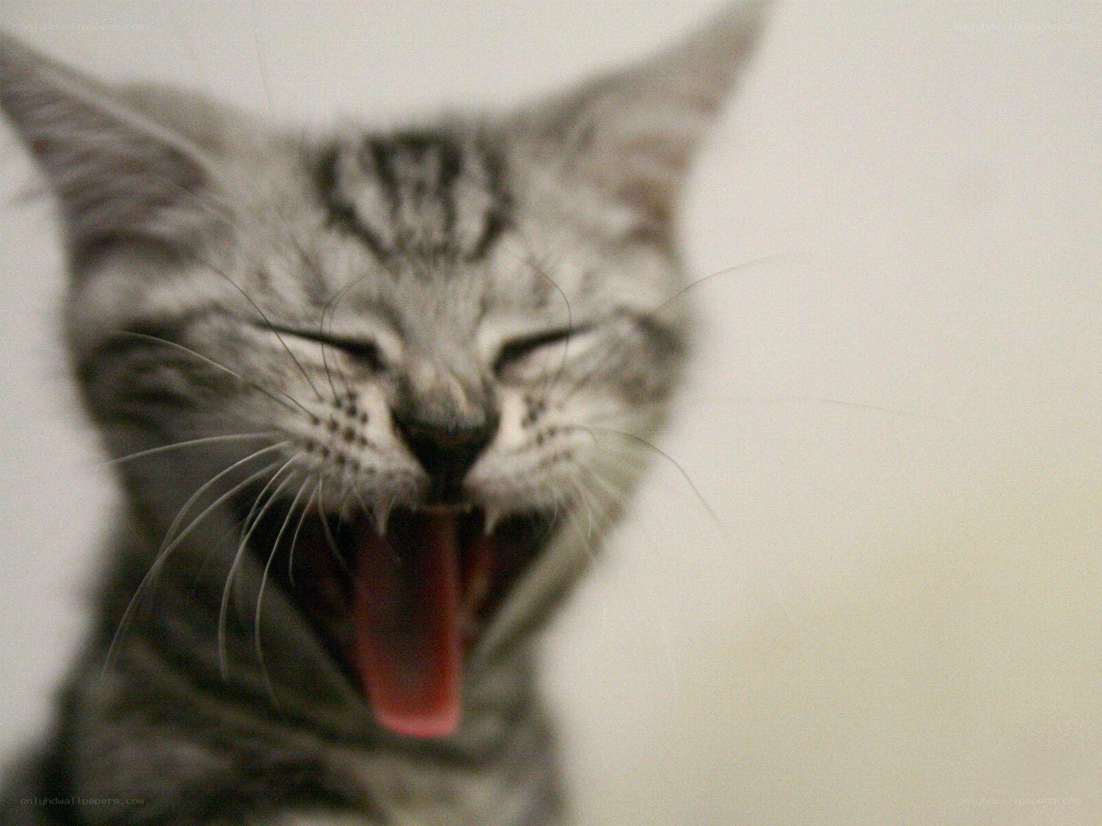 kitten yawning widely