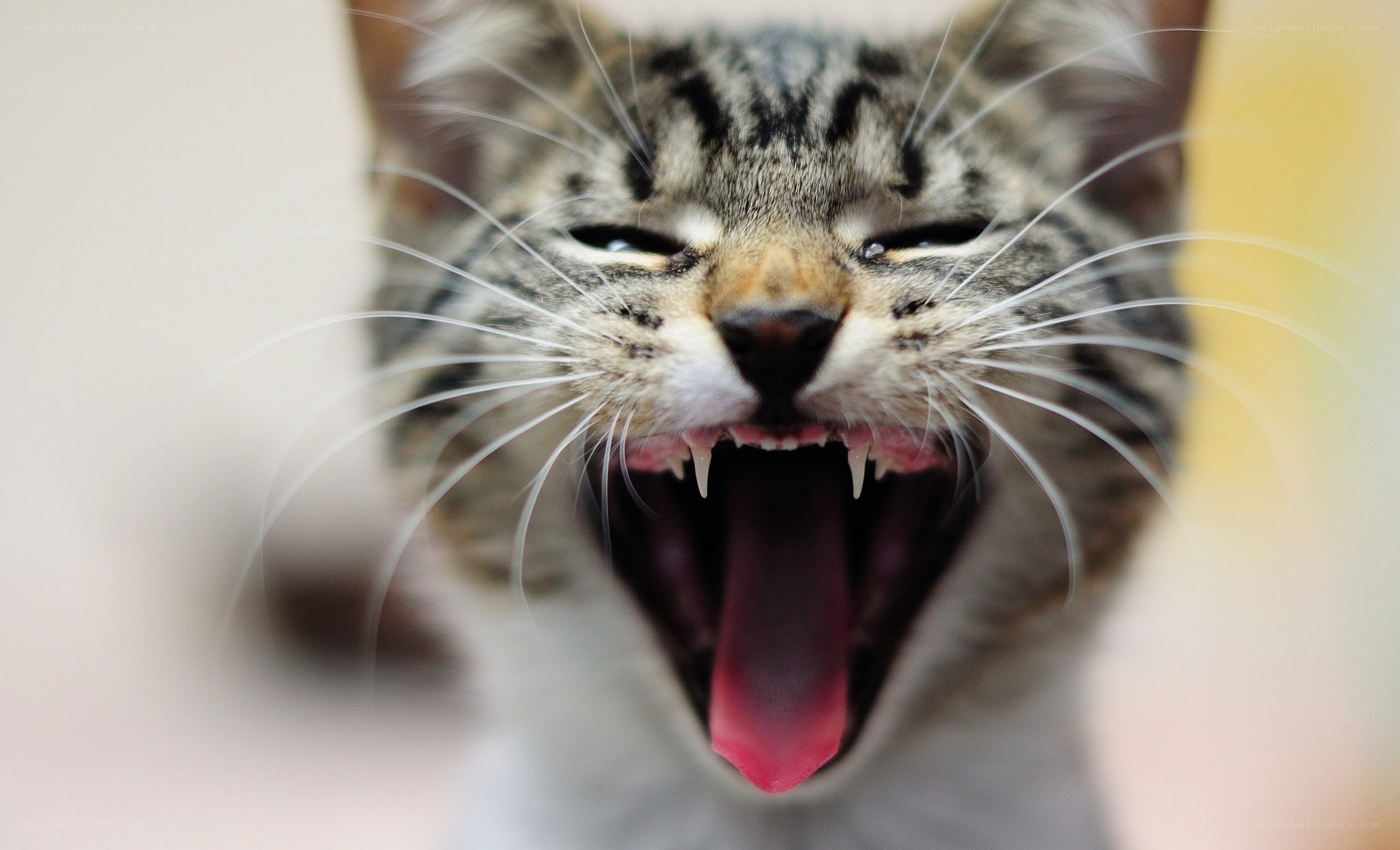 kitten yawning widely