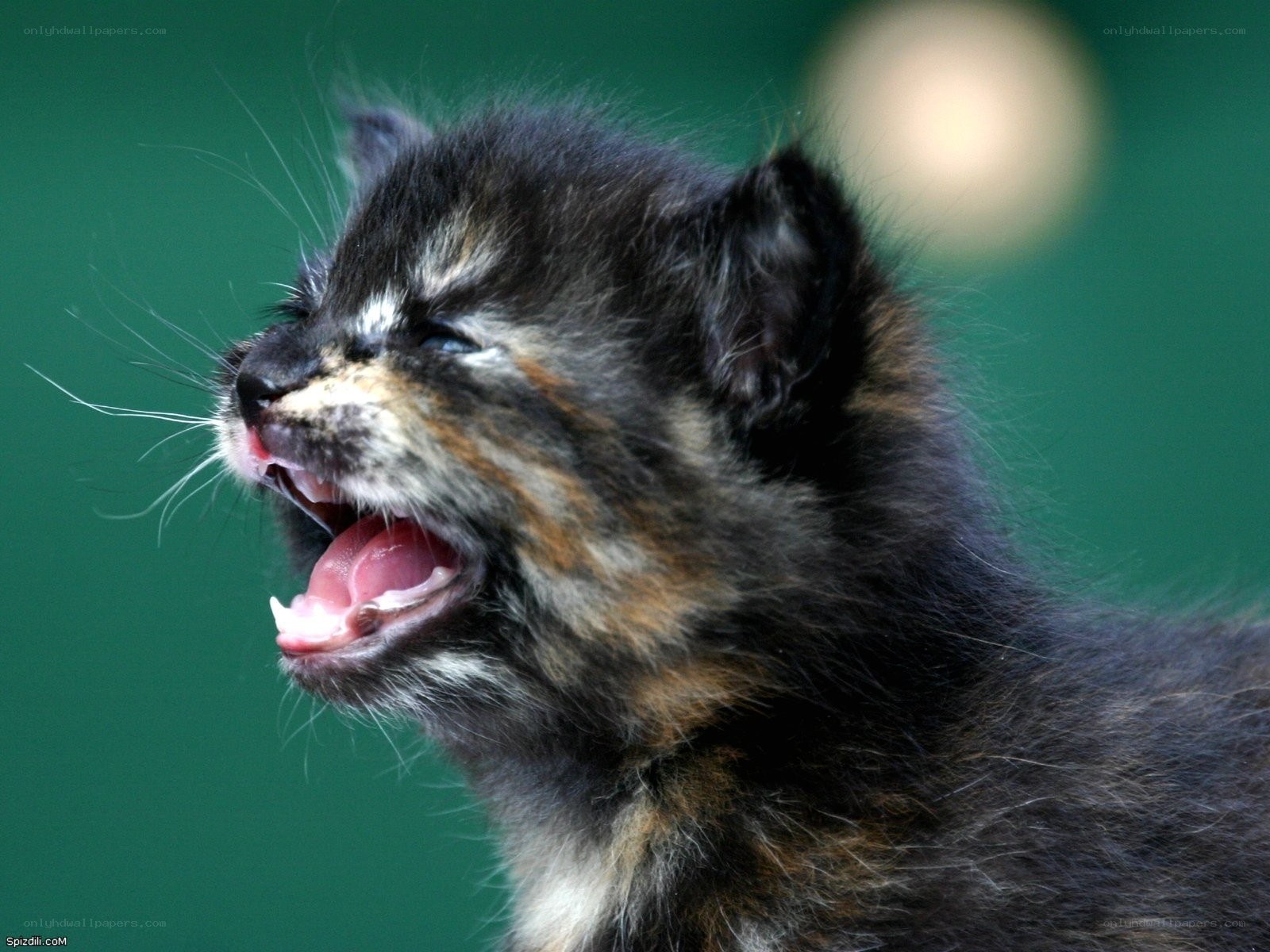 kitten yawning widely