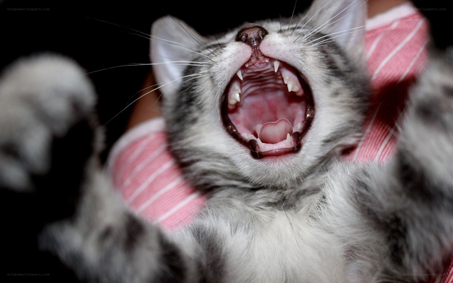 kitten yawning widely