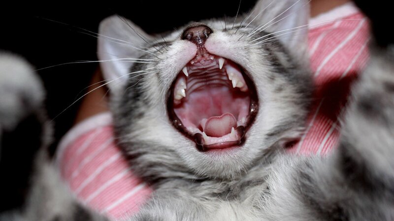 kitten yawning widely