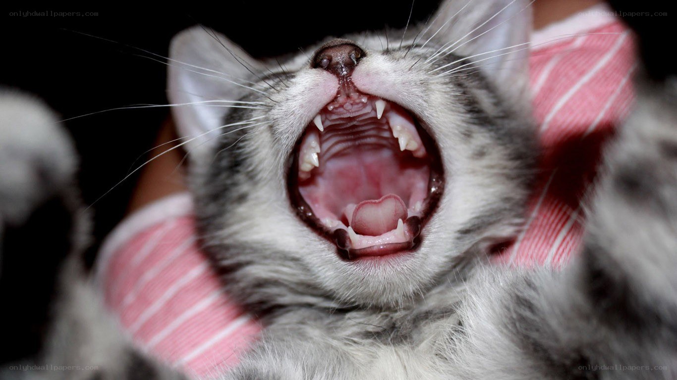 kitten yawning widely