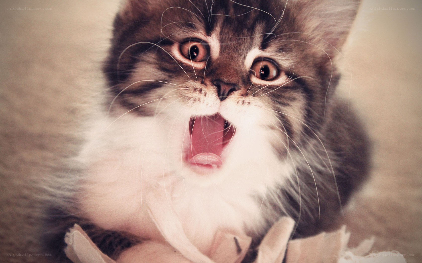 kitten yawning widely