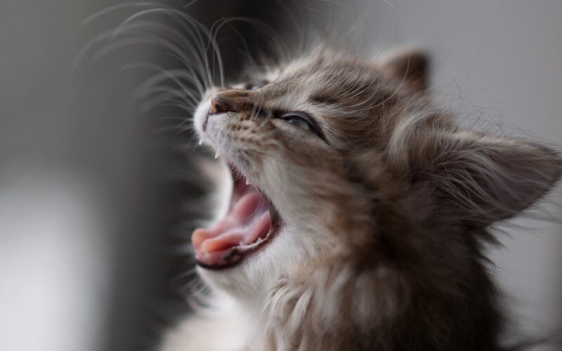 kitten yawning widely