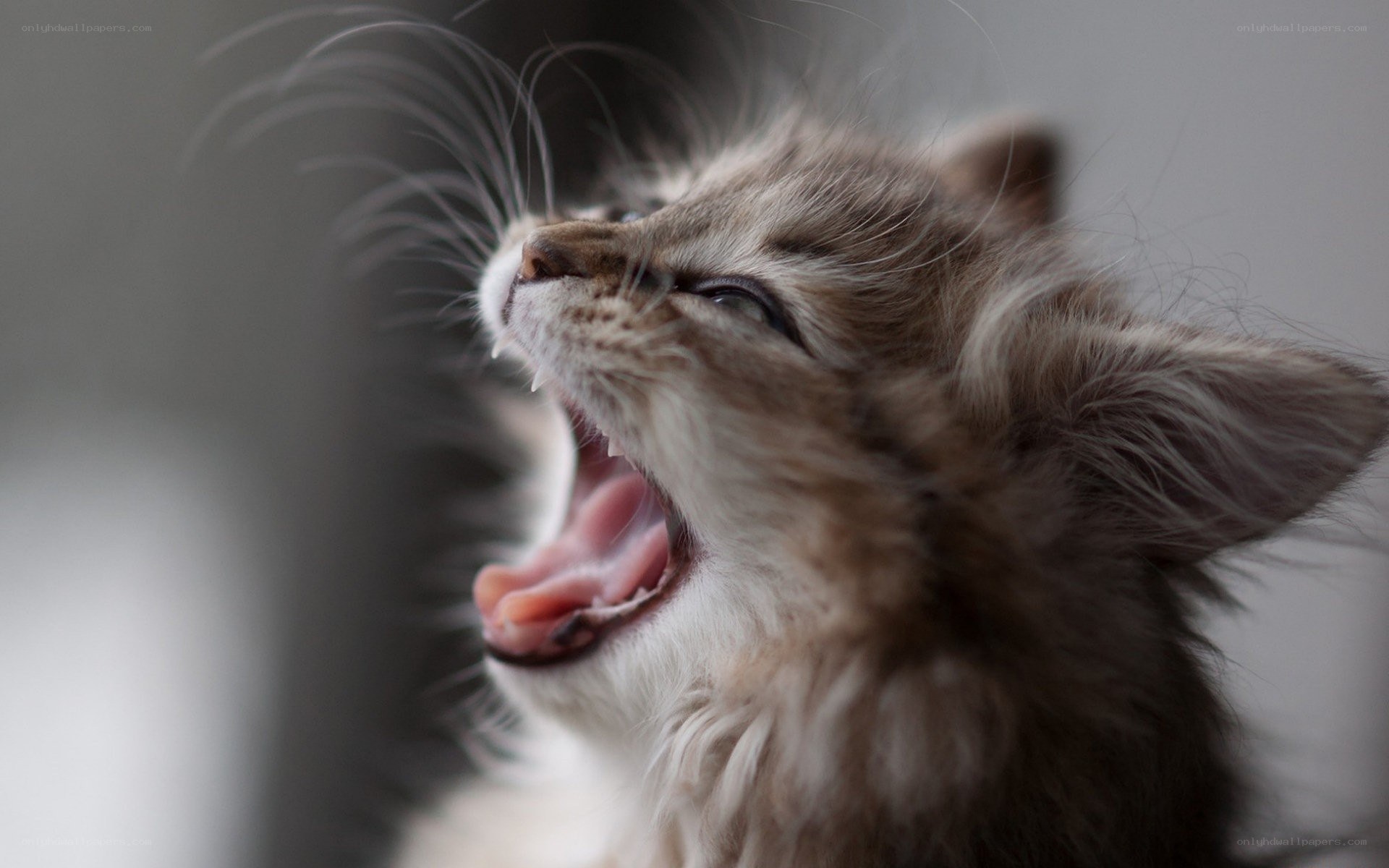 kitten yawning widely