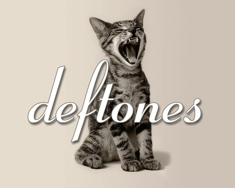 kitten yawning with band name