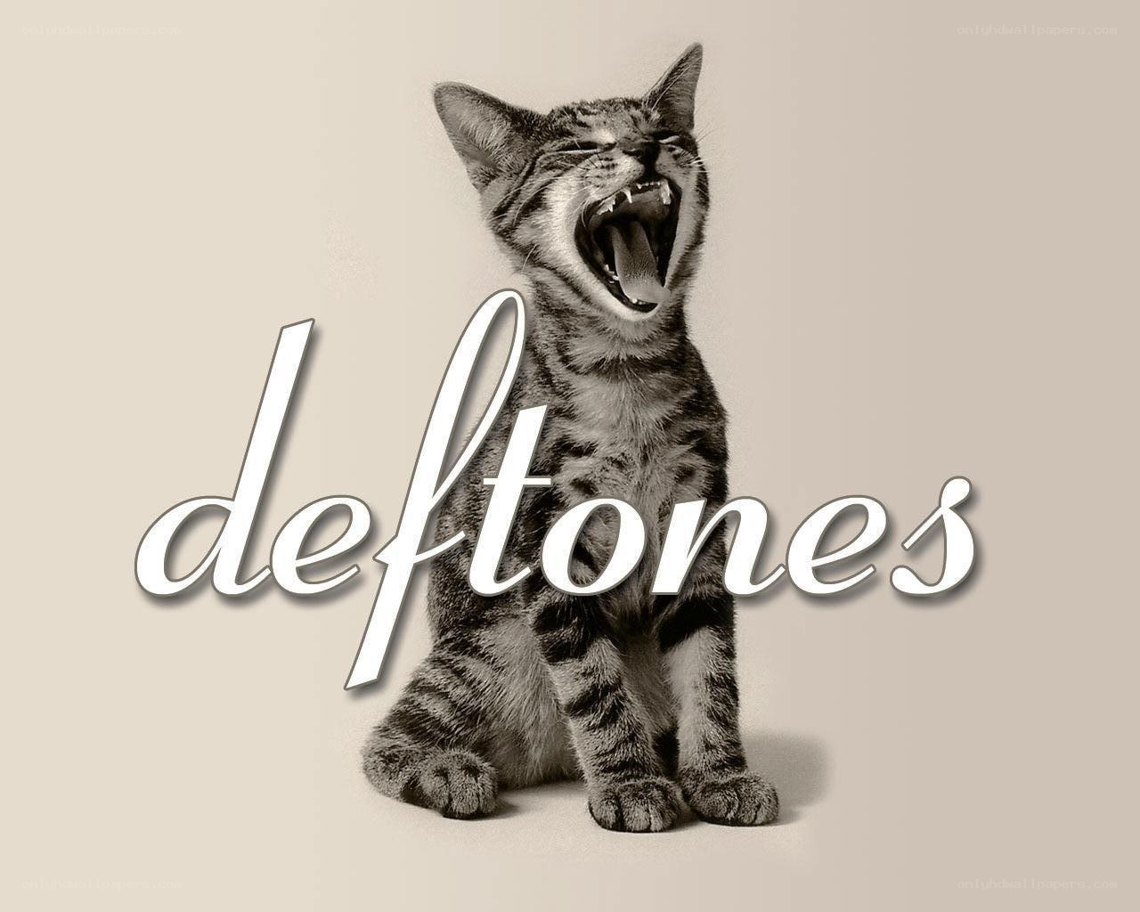 kitten yawning with band name
