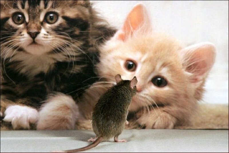 Kittens and a Mouse — Brown, Curious