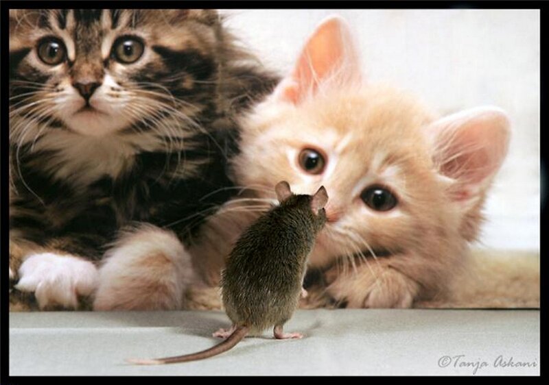 Kittens and a Mouse