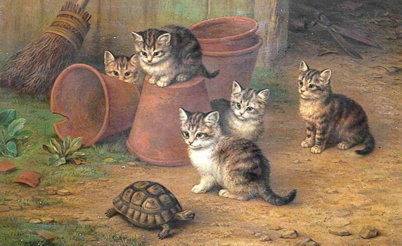 Kittens and a Turtle