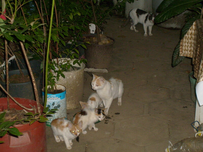 Kittens and Adult Cat