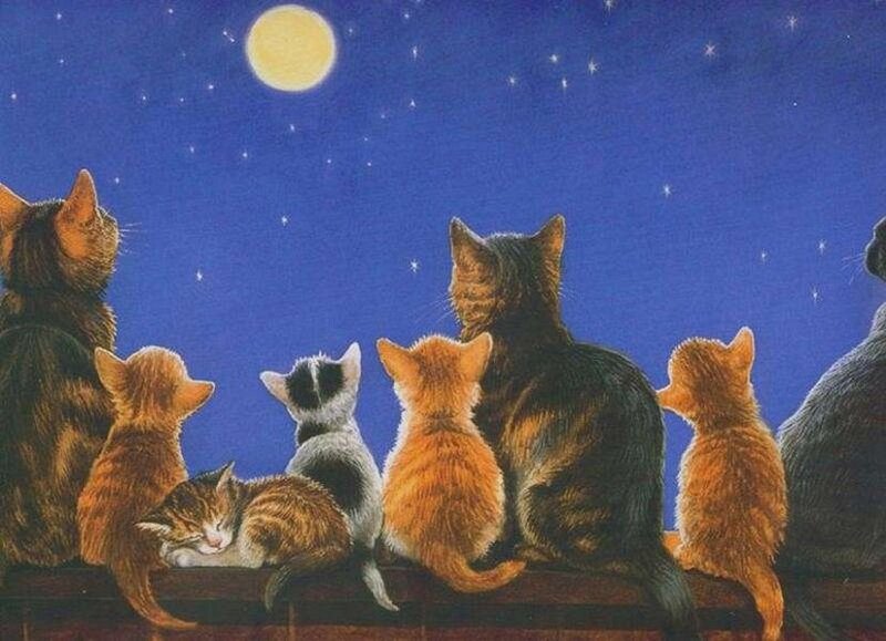 Kittens and Cats at Night
