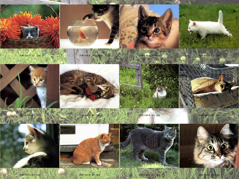 Kittens and Cats