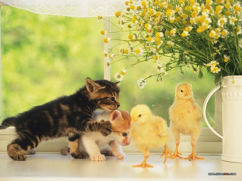 Kittens and Chicks