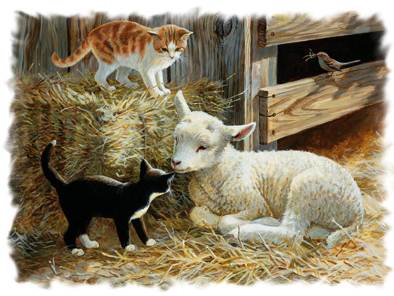 Kittens and Lamb in Barn — White