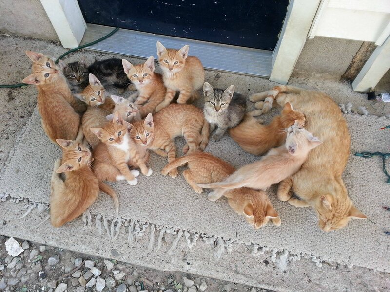Kittens and Mother Cat