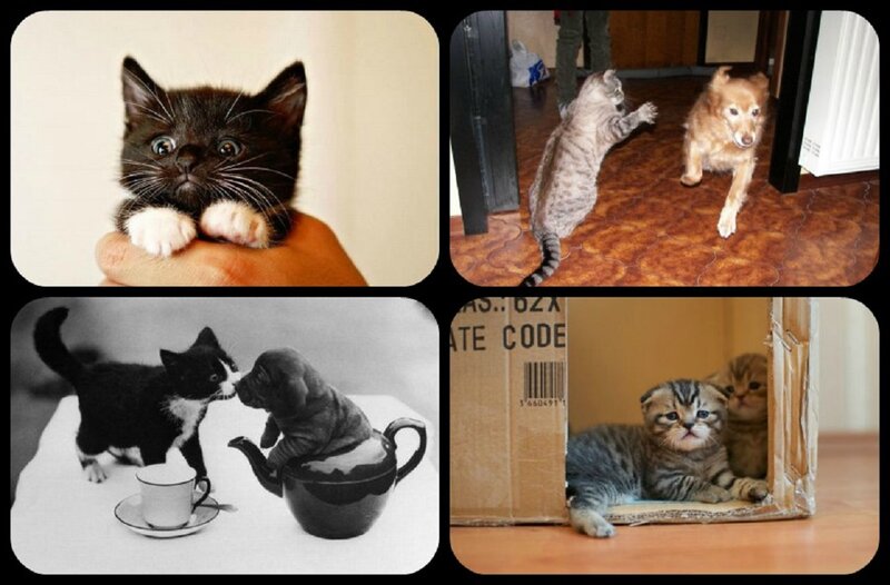 Kittens and Puppies — Black