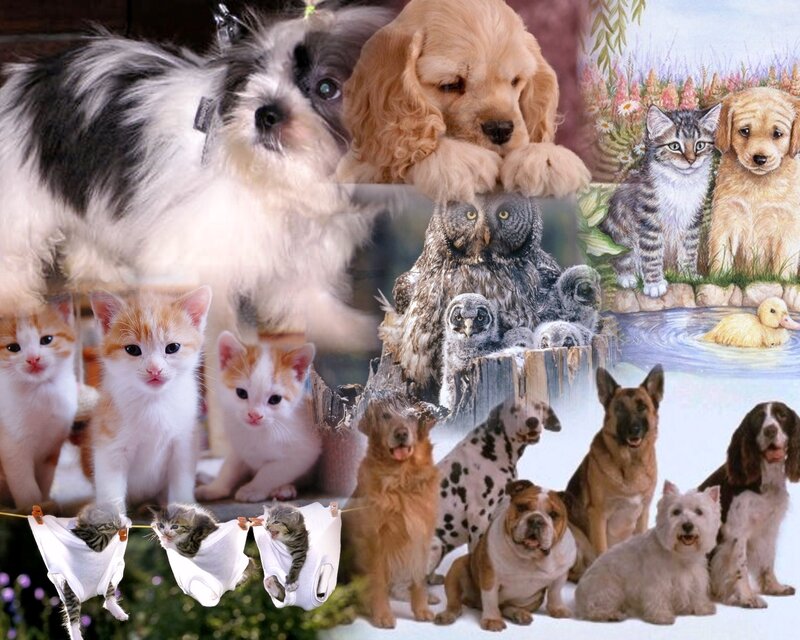 Kittens and Puppies Collage