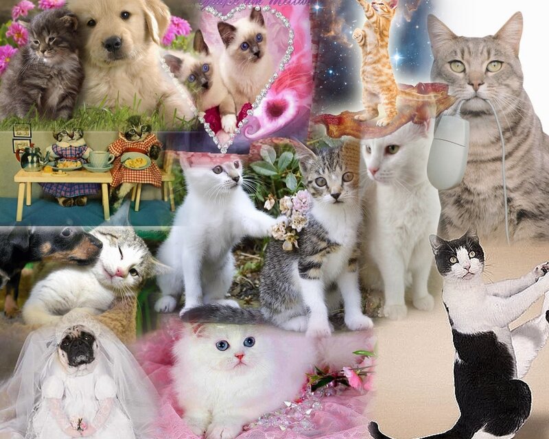 Kittens and Puppies Collage — White