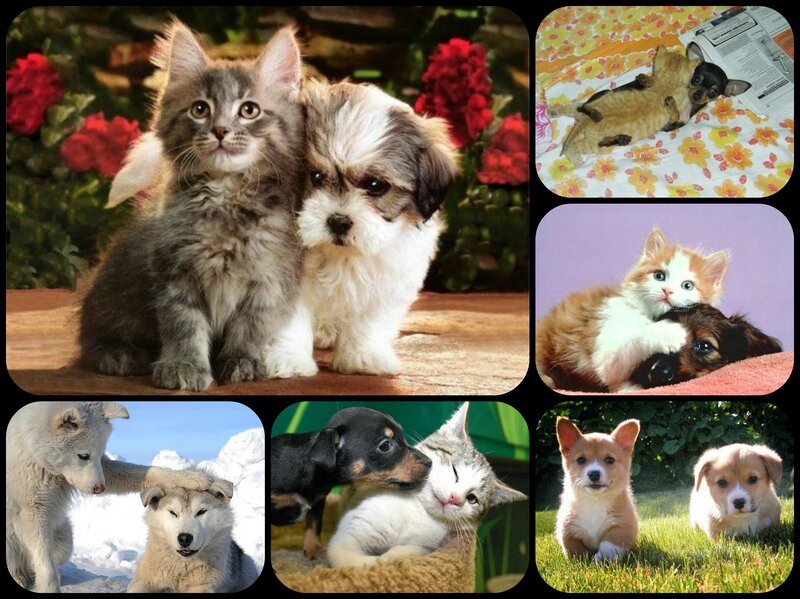 Kittens and Puppies
